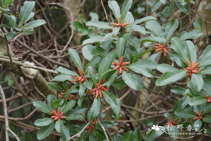 杨梅Morella rubra 杨梅Morella rubra