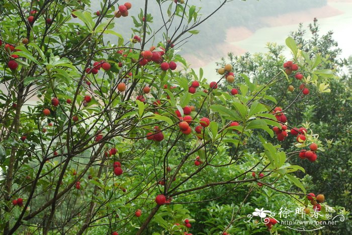 杨梅Morella rubra 杨梅Morella rubra