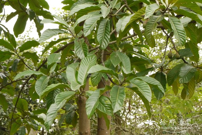 大叶风吹楠Horsfieldia kingii 大叶风吹楠Horsfieldia kingii