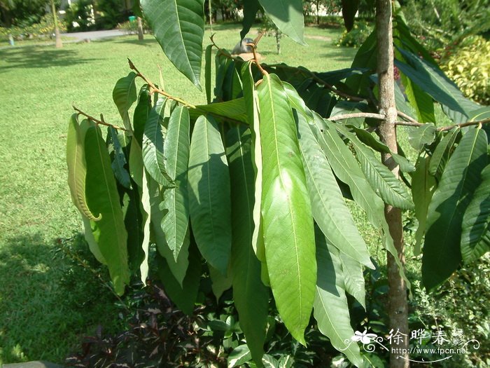 红光树Knema furfuracea 红光树Knema furfuracea