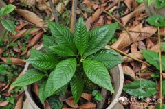 凹脉紫金牛Ardisia brunnescens