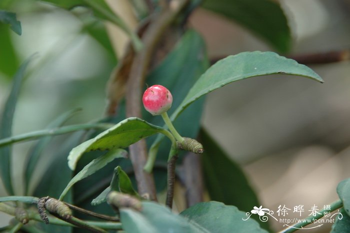 粗脉紫金牛Ardisia crassinervosa 粗脉紫金牛Ardisia crassinervosa