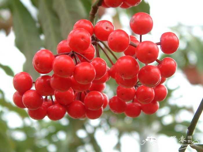 朱砂根 Ardisia crenata 朱砂根 Ardisia crenata
