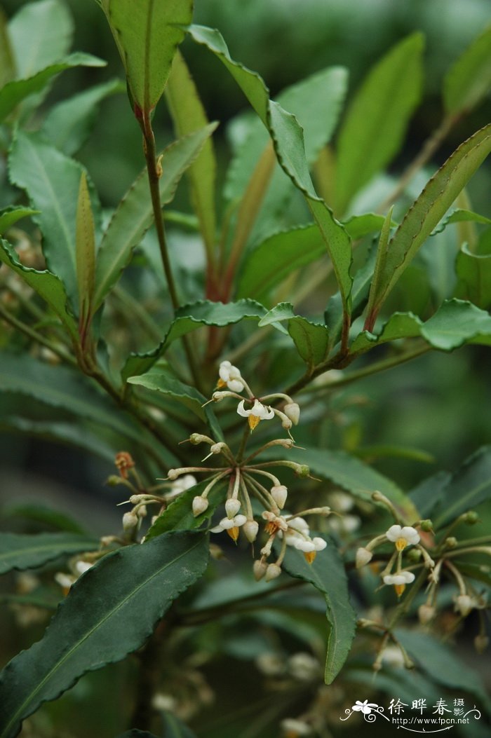 朱砂根 Ardisia crenata 朱砂根 Ardisia crenata