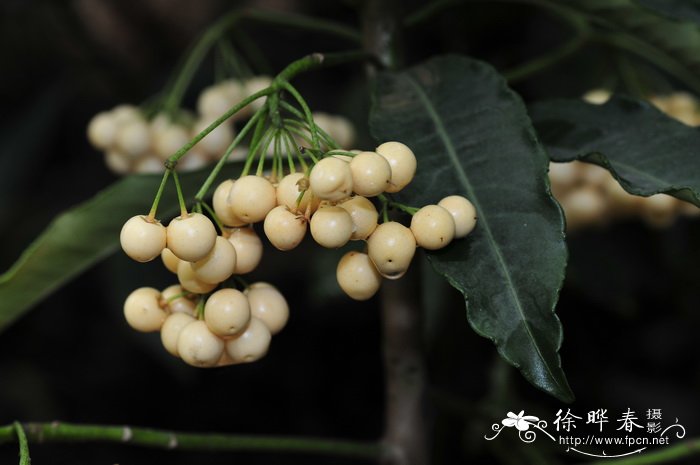 朱砂根 Ardisia crenata