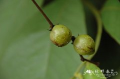 密鳞紫金牛Ardisia densilepidotula