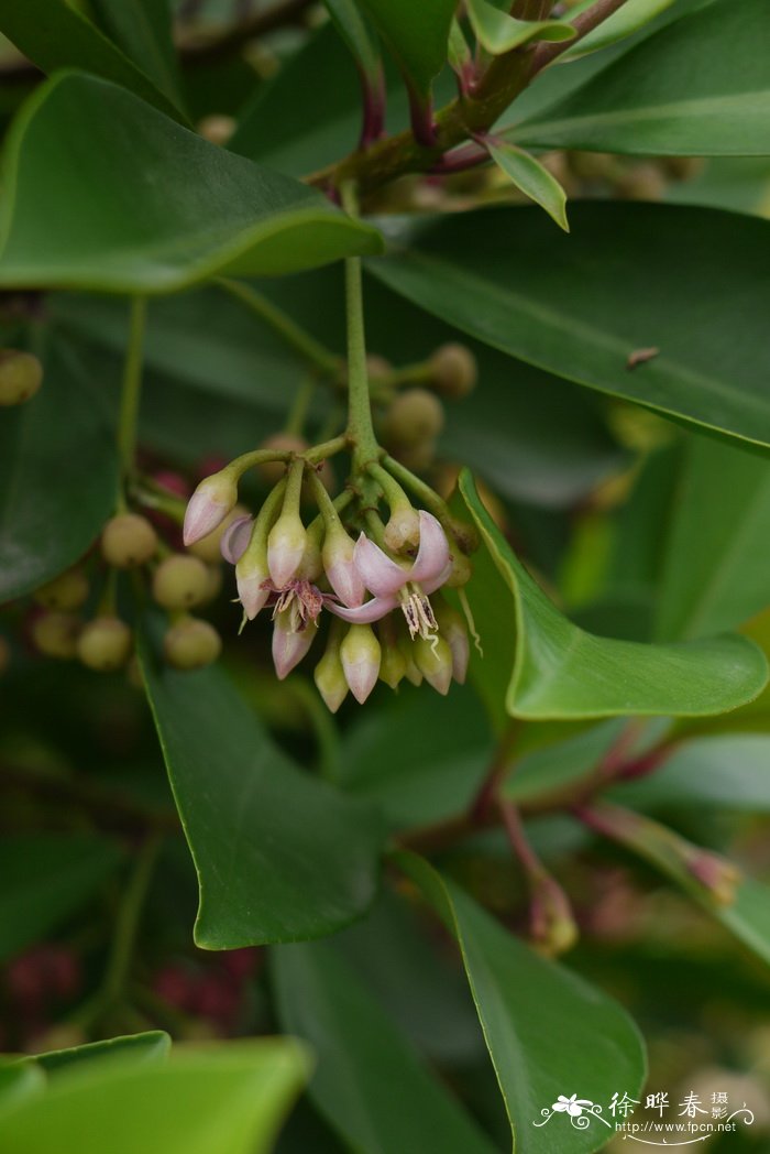 东方紫金牛 ardisia elliptica