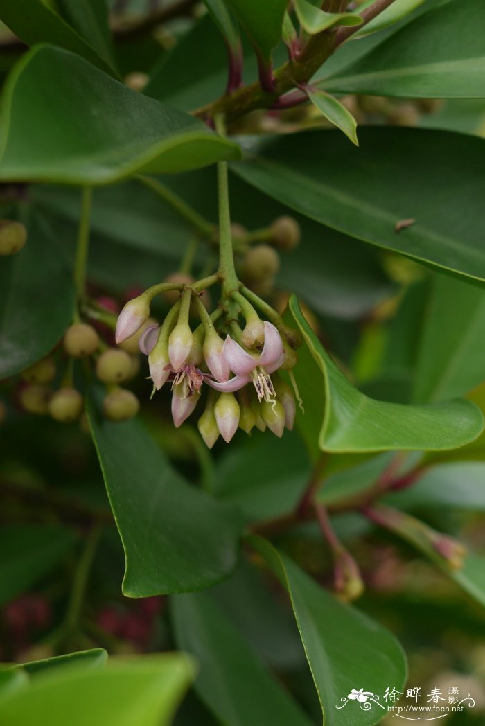 东方紫金牛 Ardisia elliptica