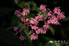 矮紫金牛 Ardisia humilis