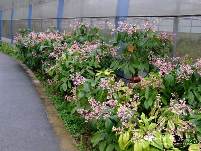 矮紫金牛 Ardisia humilis