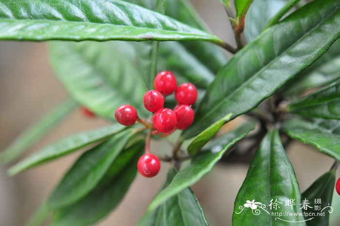 山血丹 Ardisia lindleyana 山血丹 Ardisia lindleyana