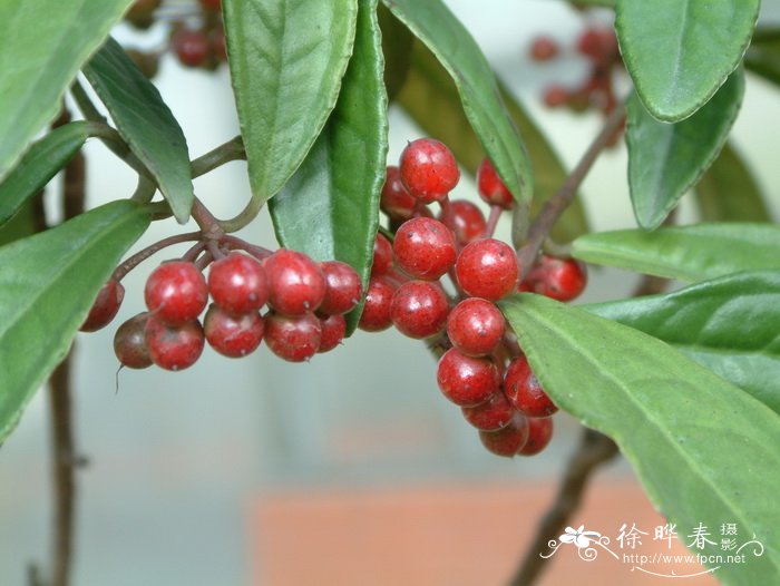 山血丹 Ardisia lindleyana