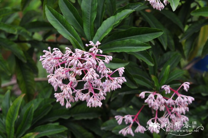 铜盆花 Ardisia obtusa 铜盆花 Ardisia obtusa