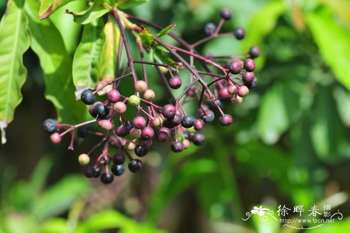 铜盆花 Ardisia obtusa