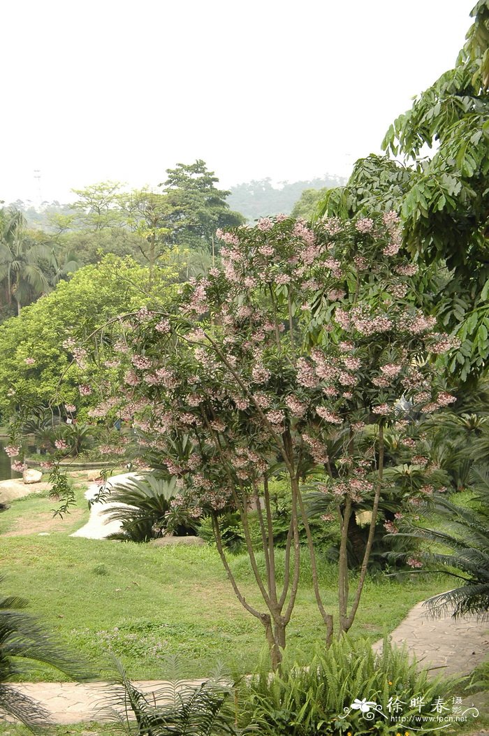 铜盆花 Ardisia obtusa 铜盆花 Ardisia obtusa