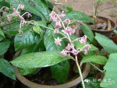大罗伞 Ardisia quinquegona