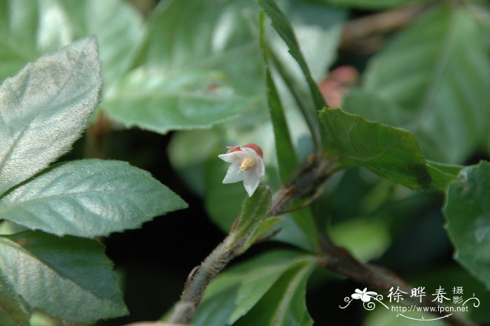 九节龙 Ardisia pusilla 九节龙 Ardisia pusilla