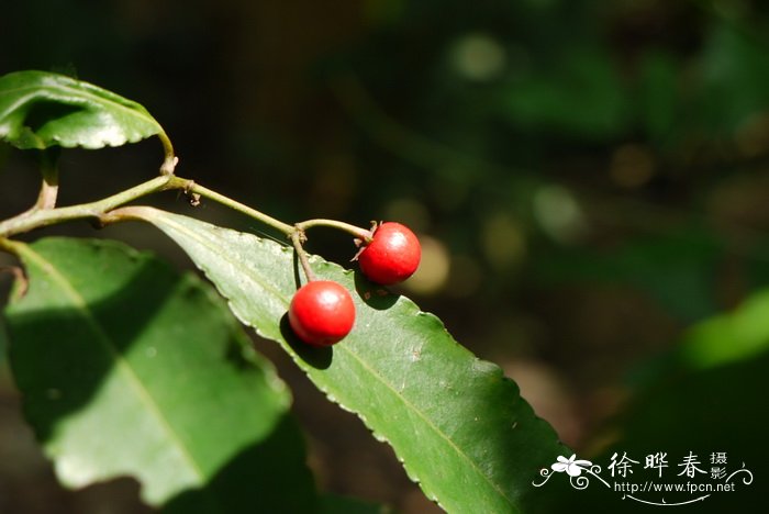 纽子果 Ardisia palysticta