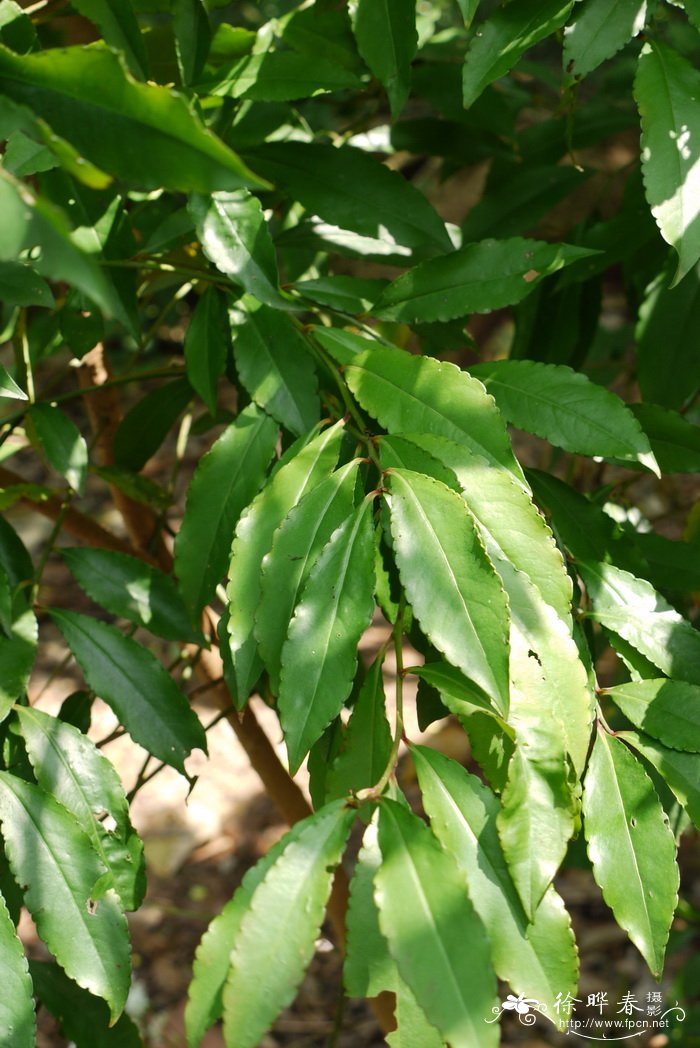 纽子果 Ardisia palysticta