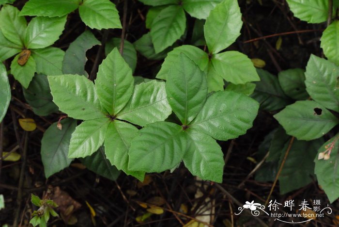 九节龙 Ardisia pusilla 九节龙 Ardisia pusilla