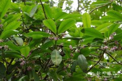 酸薹菜Ardisia solanacea