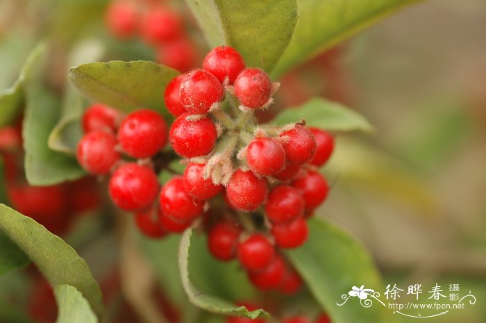 雪下红 Ardisia villosa 雪下红 Ardisia villosa