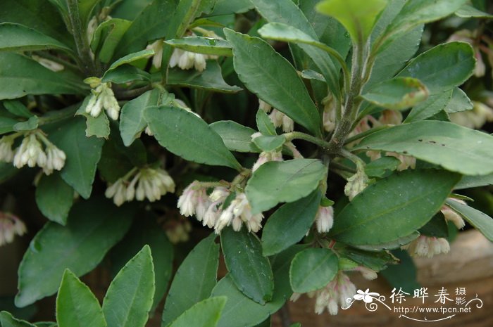 雪下红 Ardisia villosa 雪下红 Ardisia villosa