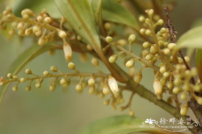 米珍果Maesa acuminatissima 米珍果Maesa acuminatissima