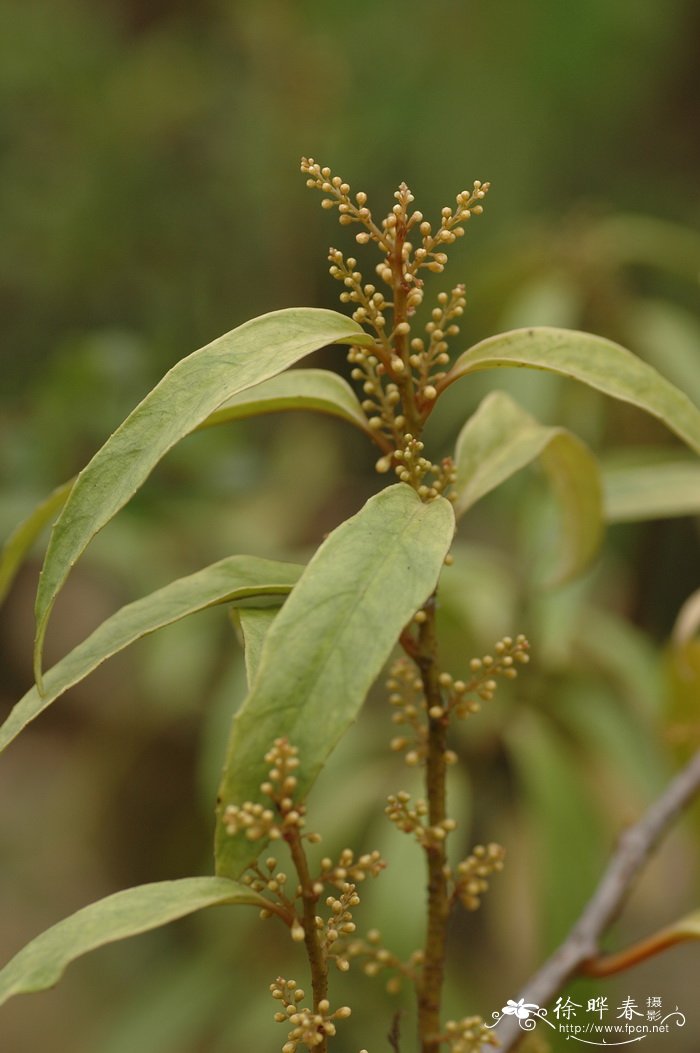 米珍果Maesa acuminatissima