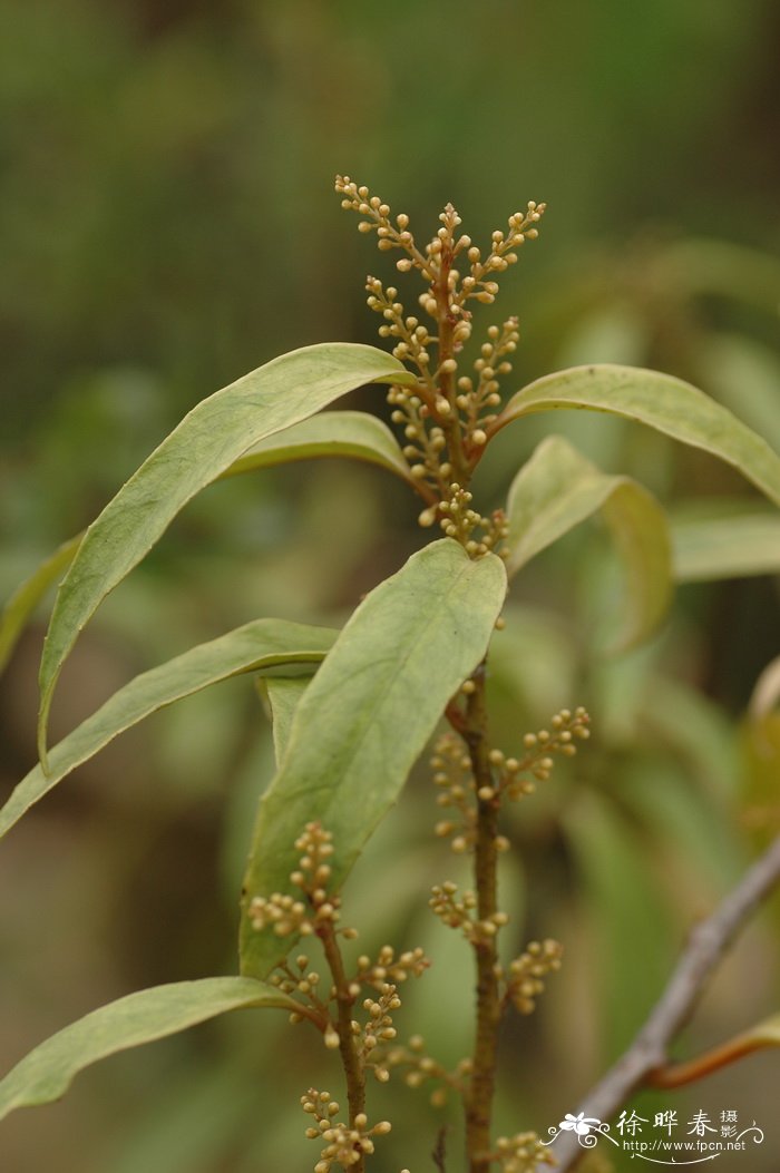 米珍果Maesa acuminatissima 米珍果Maesa acuminatissima