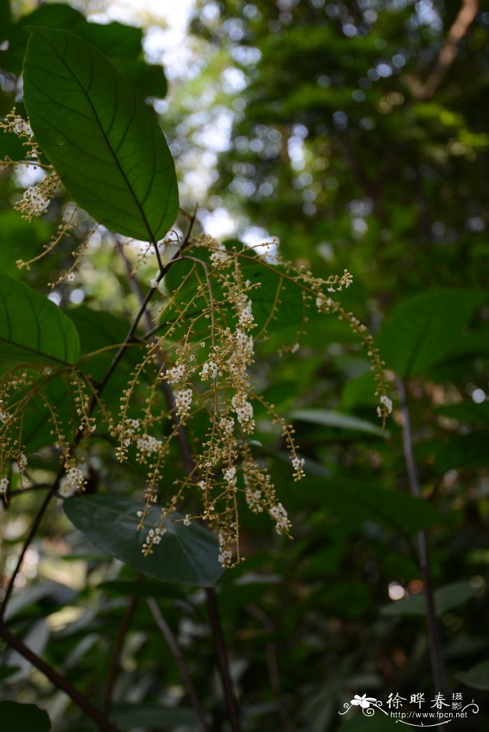 顶花杜茎山Maesa balansae