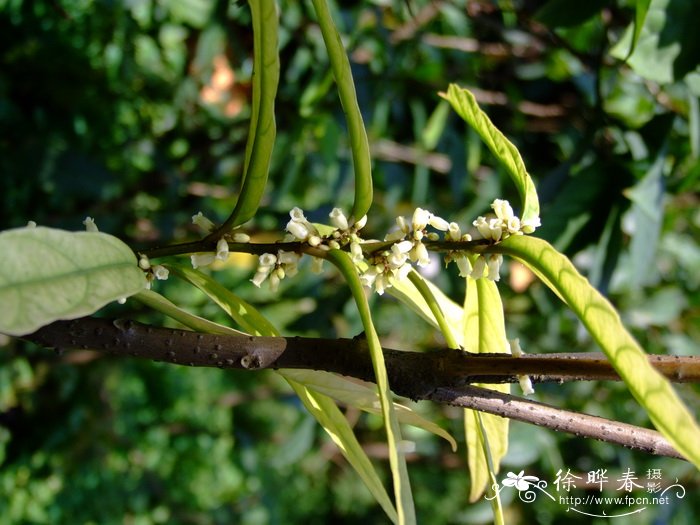 杜茎山 Maesa japonica