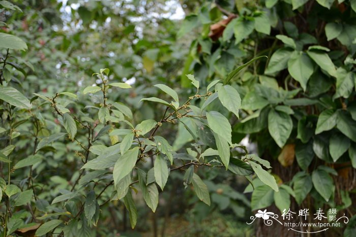 杜茎山 Maesa japonica