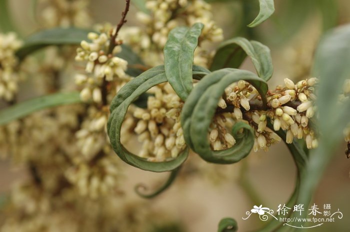 柳叶杜茎山Maesa salicifolia