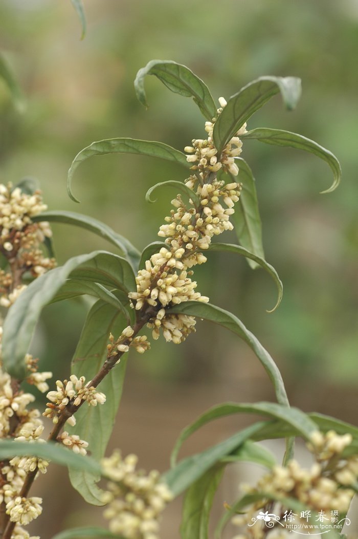 柳叶杜茎山Maesa salicifolia