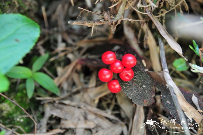 虎舌红 Ardisia mamillata