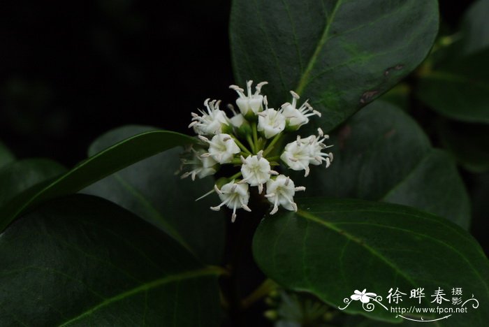 桐花树 Aegiceras corniculatum 桐花树 Aegiceras corniculatum