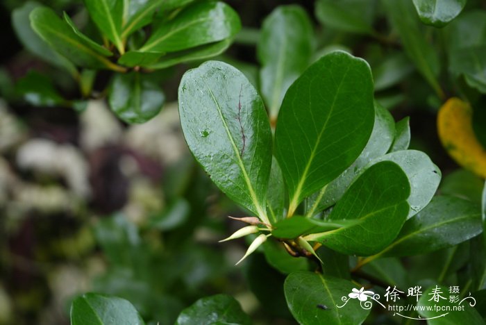 桐花树 Aegiceras corniculatum 桐花树 Aegiceras corniculatum