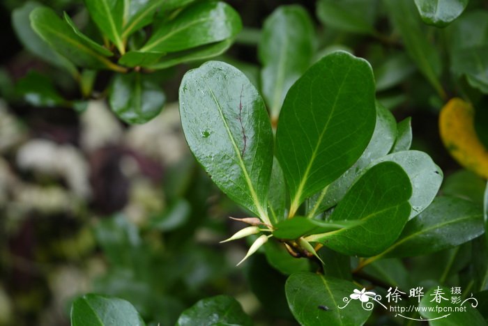 桐花树 Aegiceras corniculatum