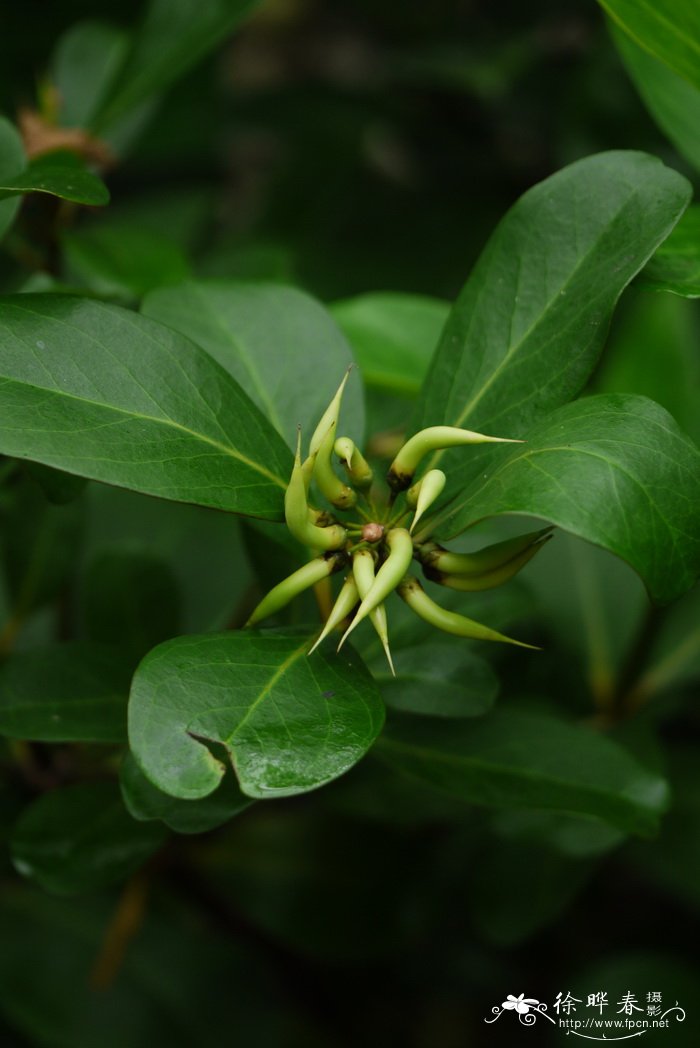 桐花树 Aegiceras corniculatum 桐花树 Aegiceras corniculatum