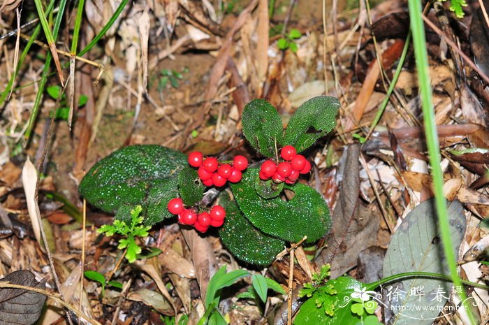 虎舌红 Ardisia mamillata