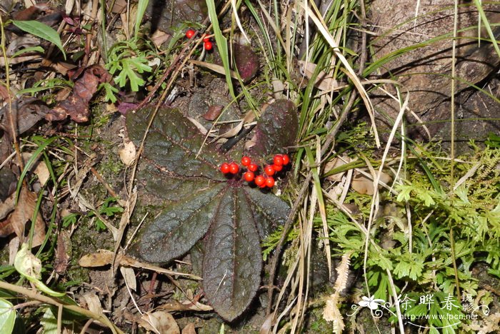 莲座紫金牛Ardisia primulifolia