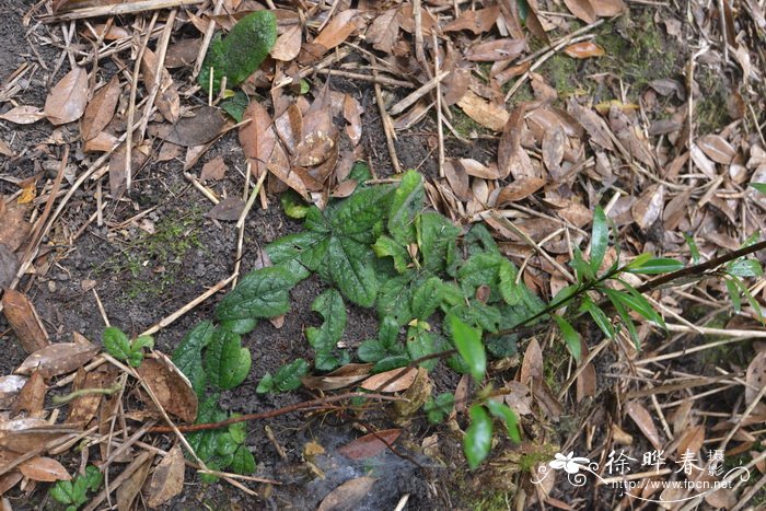 莲座紫金牛Ardisia primulifolia