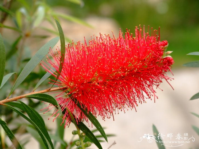皇帝红千层Callistemon 'King's Park' 皇帝红千层Callistemon 'King's Park'
