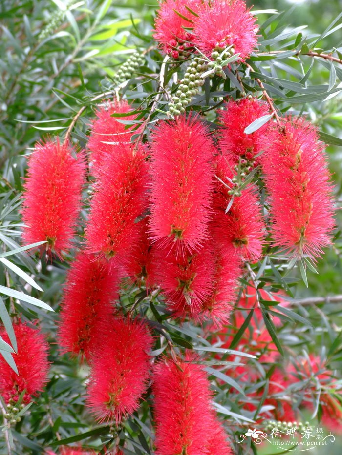 皇帝红千层Callistemon 'King's Park' 皇帝红千层Callistemon 'King's Park'
