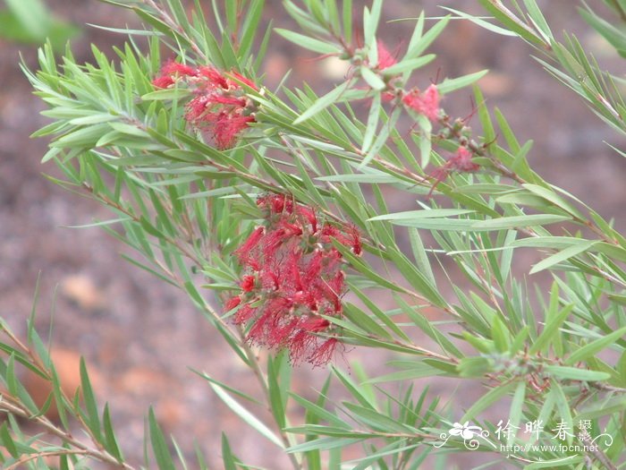 皇帝红千层Callistemon 'King's Park' 皇帝红千层Callistemon 'King's Park'