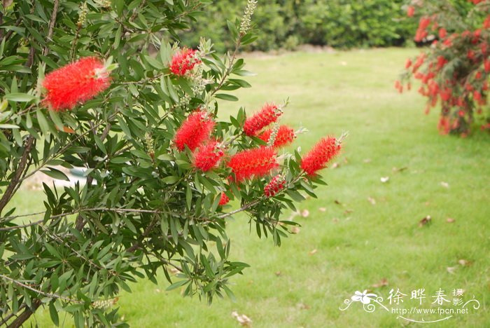 美花红千层Callistemon citrinus 美花红千层Callistemon citrinus
