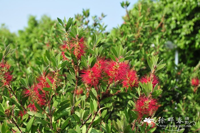 美花红千层Callistemon citrinus 美花红千层Callistemon citrinus