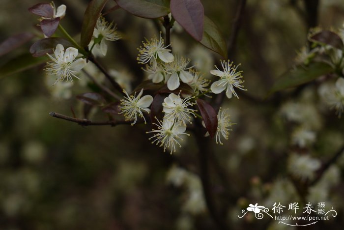 红果仔Eugenia uniflora