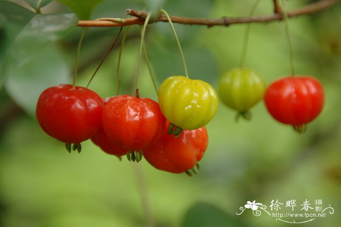 红果仔Eugenia uniflora